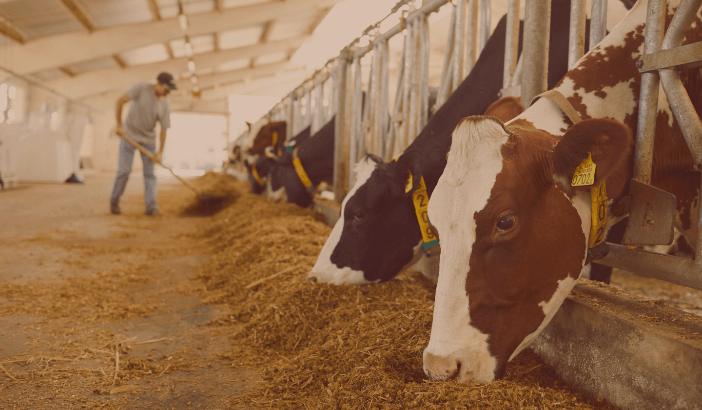 Cows being fed in a barn