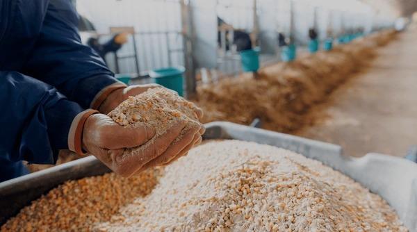 Happy farm animals in the field