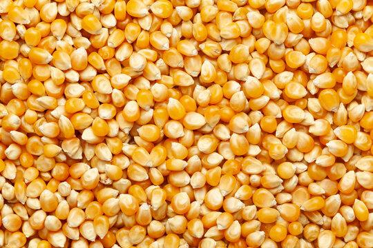 Maize(corn)